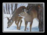 Winter Deer II