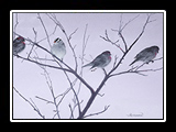 Winter Birds